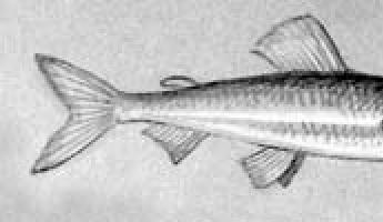 Хрящевые и костные рыбы. §31. Рыбы: общая характеристика и внешнее строение Все рыбы имеют обтекаемую форму тела